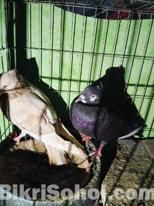 পোশা পাখি